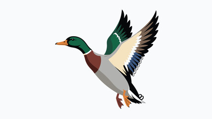 Obraz premium Mallard duck flying illustration right