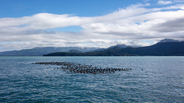 Flock of Common Murres seabirds floating in Kachemak Bay close to Homer Alaska United States