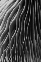 Obraz premium Oyster mushroom, macro view. Black and white effect