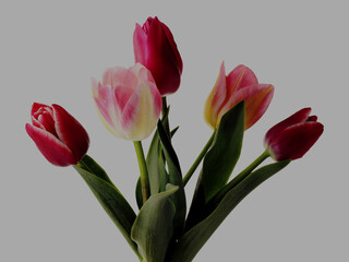Fototapeta premium Beautiful tulip flowers on white background. Card or poster design