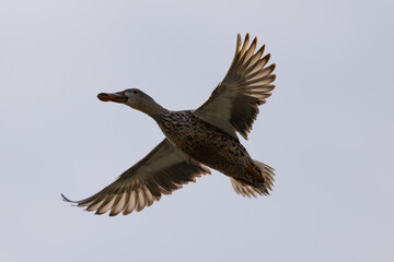 Obraz premium Male Northern shoveler in beautiful light, seen in the wild in North California