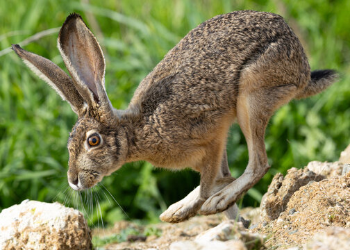 Very close view of a black-tailed jackrabbit running, seen in the wild In North California 