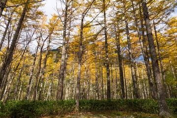 Obraz premium 日本の風景・秋 長野 紅葉の上高地 小梨平