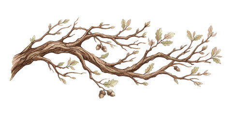 Naklejka premium Detailed drawing of oak tree branch with acorns and autumn leaves