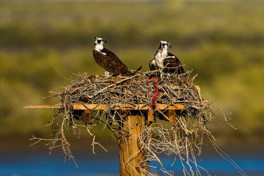 Osprey in nest, pair of birds in nest on wooden post in the middle of the Malgar forest of Estero de Kino or Estero Santa Cruz, Ramsar wetland in Bahia de Kino and Kino Viejo Sonora, Mexico. 