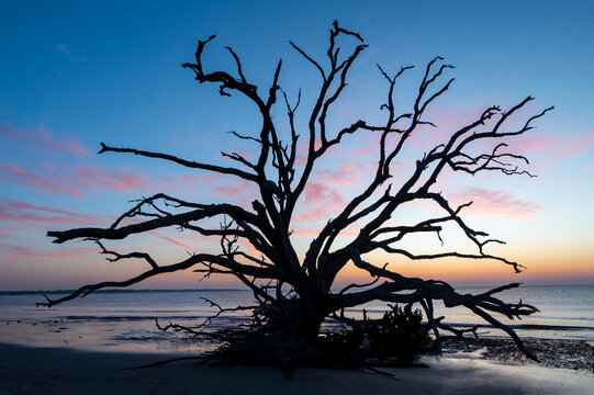 lonely tree on the beach