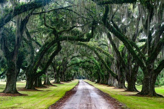 road in the forest