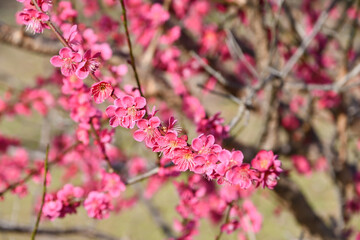 ウメ「紅千鳥」　Japanese Apricot