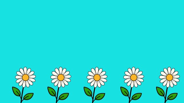 Animation of a row of daisy flower swaying against a blue background