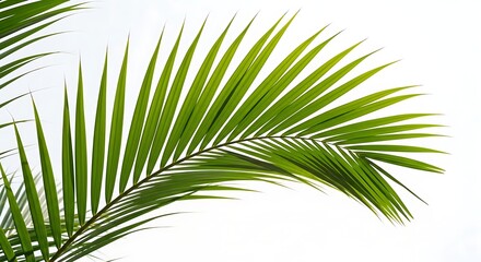 Fototapeta premium palm tree isolated on white
