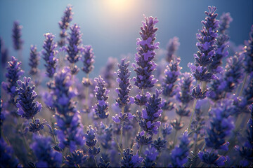 Obraz premium lavender flowers in provence france