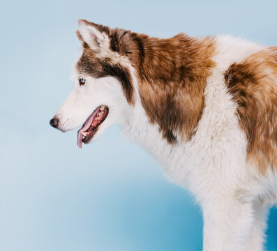 husky