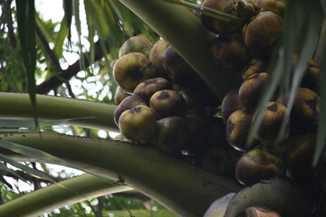 Borassus flabellifer fruits. Its common name is doub palm, palmyra palm, tala, tal palm, toddy palm, lontar palm, wine palm, and ice apple. It is a fan palm native to South Asia and Southeast Asian.