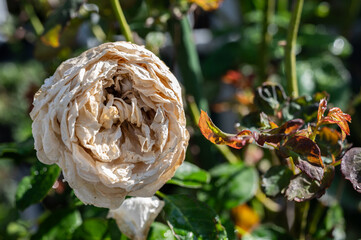 A white rose flower having sunburn damaged. Rose flowers get sunburned due to being exposed to too...