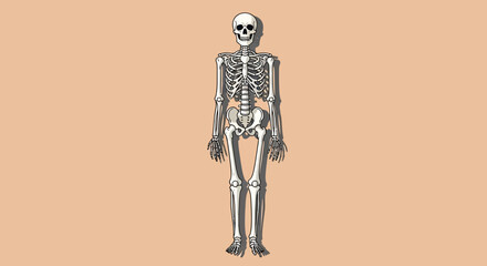 Human Skeleton Anatomy Illustration Detailed View 1. © Untung