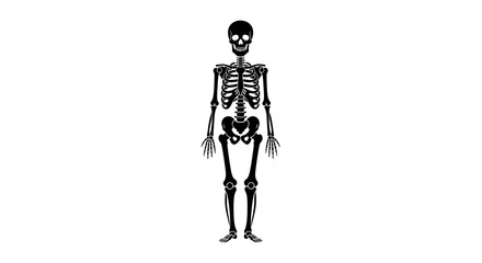 Human Skeleton Anatomy Illustration Detailed View 3. © Untung