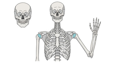 Human Skeleton Anatomy Illustration Waving Hand. © Untung