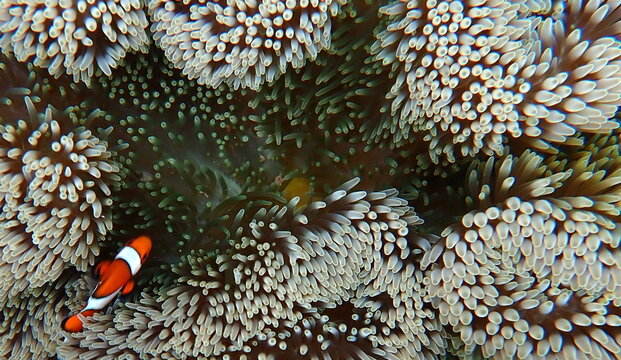 Philippines sea life