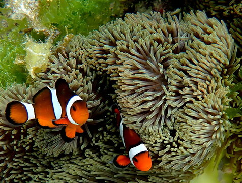 Philippines sea life