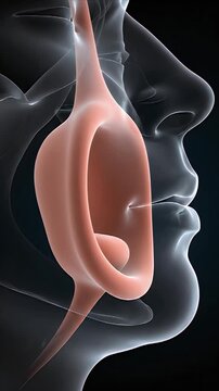 Medical CGI Visualization Depicting the Human Sleep Airway Anatomy With a Focus on Soft Palate and Uvula During Respiration Process