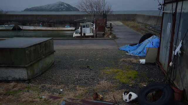沖島を望む漁港で寒さに耐える猫 （滋賀県, 2026年1月）