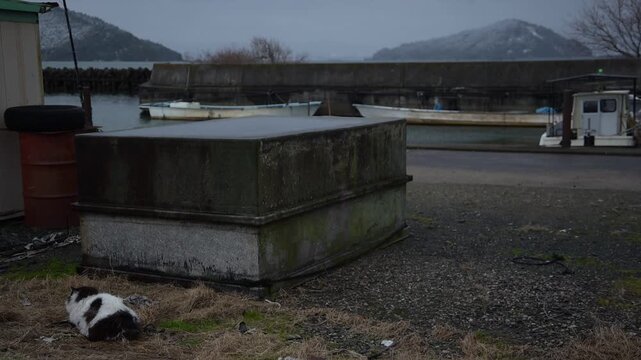 沖島を望む漁港で寒さに耐える猫 （滋賀県, 2026年1月）