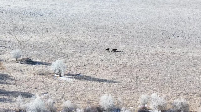 Aerial view of snowy alpine pastures and mountain ranges in Aba, Sichuan, featuring grazing horses and rime on the winter plateau