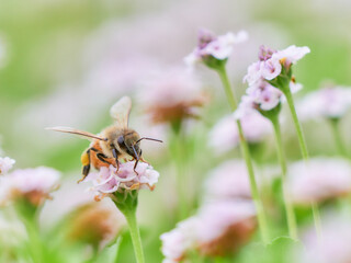 クラピアの花畑と一匹のセイヨウミツバチ
