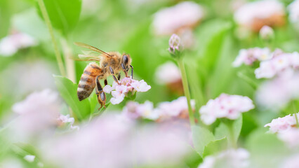 クラピアの花畑と一匹のセイヨウミツバチ