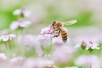クラピアの花畑と一匹のセイヨウミツバチ