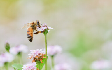 クラピアの花畑と一匹のセイヨウミツバチ