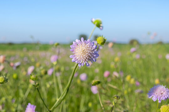Cute bright purple wildflowers of Knautia arvensis (field scabious) are blooming on thin stems with leaves in the green summer field.