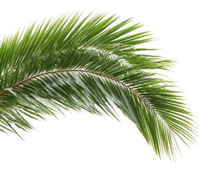 Fototapeta premium Lush green palm frond against a clean white background, creating a tropical aesthetic