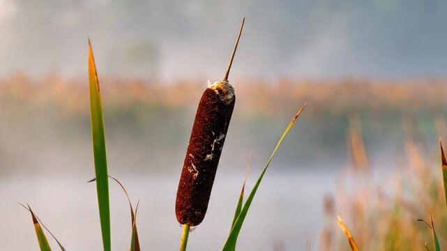 A single cattail plant stands by a misty lake edge with warm morning light in the background