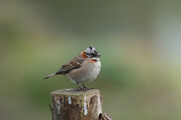 Rufous Collared Sparrow (Zonotrichia capensis) perched on wooden post with green background
