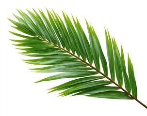 Obraz premium Single tropical palm leaf with long, slender green leaves against a plain white background