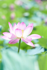 蓮田に咲く大輪のピンク色の蓮の花