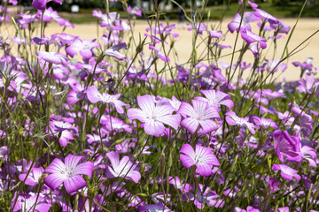 アグロステンマ