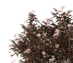 Flowering bush leaves isolated on transparent background. Flowering shrub leaves isolated on transparent background. flower Bush or Shrub leaves, branch, twigs, foliage, branches PNG. Flower bush PNG.