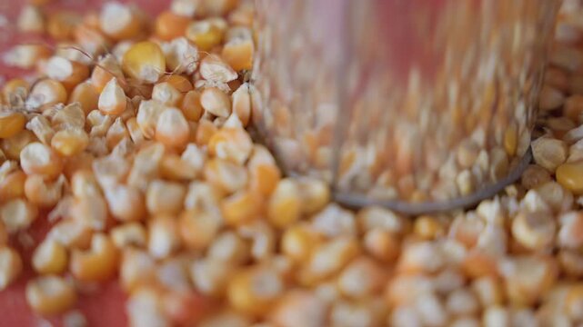 Preparation of corn kernels. Sorting and pressing corn in kitchen. Detailed view of corn being pressed on tray. Close examination of kernels under metal press during food preparation process