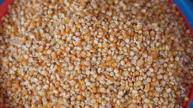 Close view of dried corn kernels in basket. Rustic scene displaying abundant yellow maize in storage container. Detailed image of sundried corn seeds arranged in rustic kitchen setting