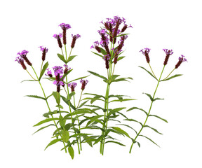 Obraz premium Single flowering plant isolated on transparent background. Small flower plant with leaves isolated on transparent background. Floral plant isolated on white background. Isolated plant with flowers PNG