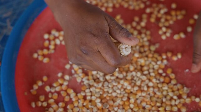 Black hands shelling corn in red bowl closeup, home cook preparing kernels for family meal, tactile grains scattered, gritty palms, kitchen light, domestic routine and careful selection