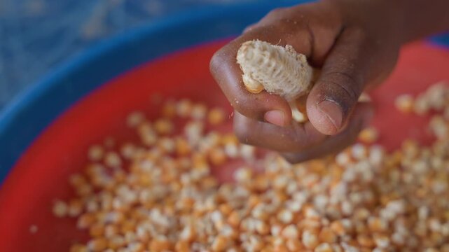 Hands prepare corn diligently together. Determined family members process kernels carefully at home. Skilled individuals engage in traditional corn preparation within cozy environment