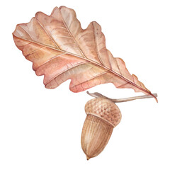 Watercolor autumn orange oak leaf and acorn isolated on white background. Forest nature plant foliage leaves. Creative clipart for halloween sticker and card. Wallpaper or wrapping and sketchbook © NatashaKun