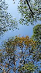 Obraz premium Low angle view of trees against a clear blue sky. The sky and the trees are never apart; together, they create the world's beauty.