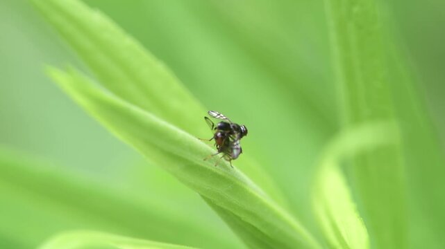 A pair of Signal flies , Rivellia species mating on a green leaf in Minnesota