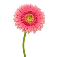 A pink flower with a green stem on a white background isolated on transparent background