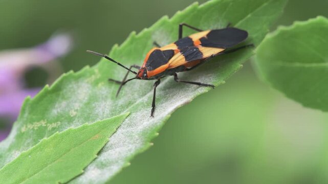 Closeup of a Large milkweed bug, Oncopeltus fasciatus in Minnesota