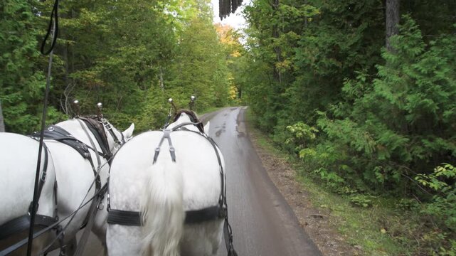 Beautiful white horses pulling a tour wagon through the park in Mackinac Island, Michigan